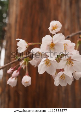 Sakura in rainy day. Cherry blossoms with raindrops. Little Japanese pink flowers. Water droplets on petals. Wood background.