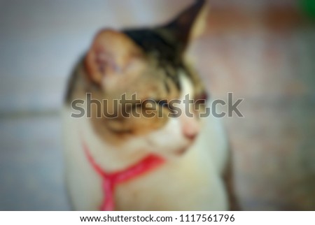 Blurred picture of blind cat and waiting visit veterinarian, Close up abstract soft focus background