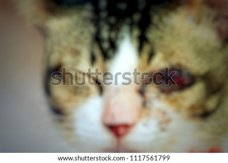 Blurred picture of blind cat and waiting visit veterinarian, Close up abstract soft focus background