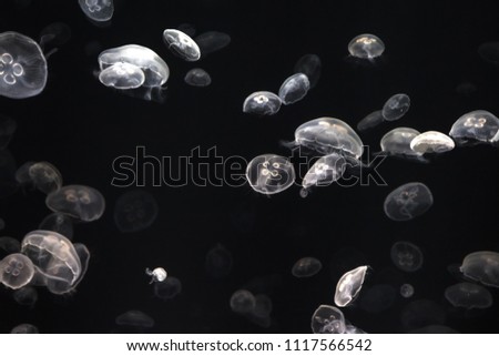Black and white image of jellyfish in aquarium