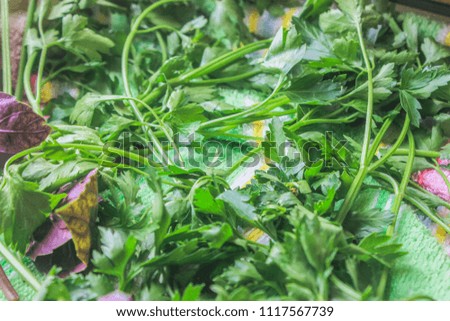 Fresh green plate. an abundance of taste on neutral background - close-up. dill, parsley, basil, arugula. 