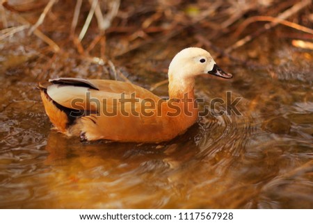 Orange beautiful duck on the water. Portrait of the duck in the park. Cute brown animal. Park. Autumn. Moscow. Russia