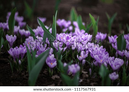Snowdrops. Purple flowers in the meadow. Small beautiful lilac flowers in forest. Garden in the morning. Summer. Nature. Moscow