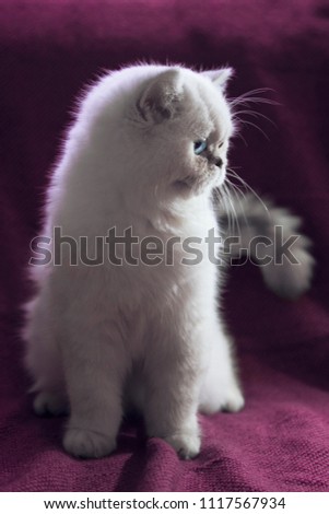 Scottish stright white cat with blue eyes. Cute kitty. Fat pretty kitten. Sweet pet.