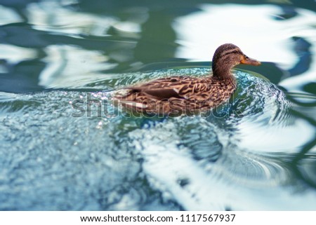 Duck on the river. Duck floats on the water surface. Blue water and brown beauty.  Park. Autumn. Moscow. Russia