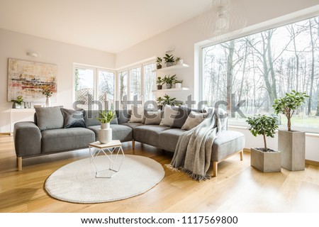 Blankets and cushions on a grey corner sofa standing in white living room interior with fresh plants, big window and abstract painting
