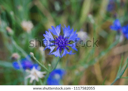 Cloe up picture of a blue cornflower. 