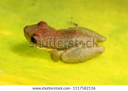 Frog photographed in Guarapari, Espírito Santo - Southeast of Brazil. Atlantic Forest Biome. Picture made in 2007. Royalty-Free Stock Photo #1117582136