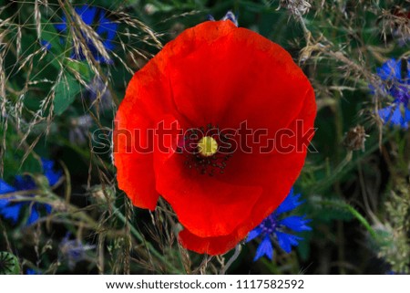 Close up picture of a poppy seed flower.