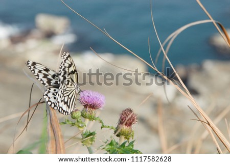 The habits of butterflies are very extensive, mainly surrounding their plants, host plants and nectar plants.