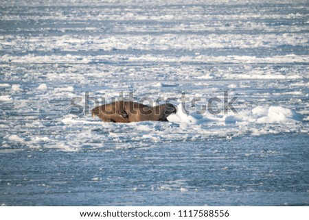 Spitsbergen Svalbard in the arctic ocean two Walruses laying on frozen blue sea ice