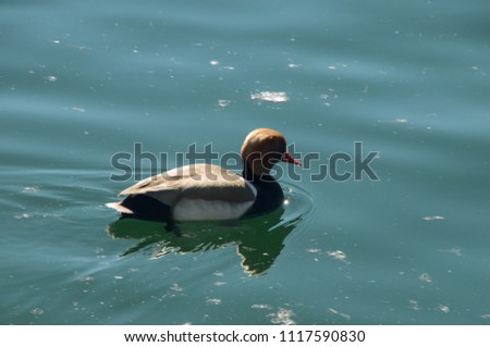 Wild pochard afloat on Lake Constance, Germany