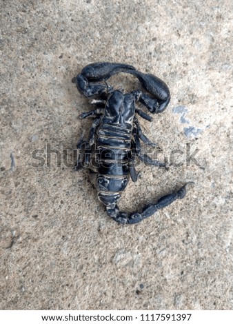 The dead black scorpion