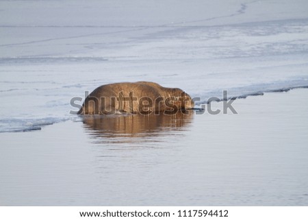 Old brown Walrus sitting on ice in the arctic sea - Spitsbergen Svalbard wildlife