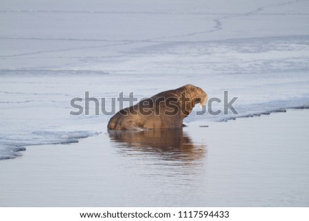 Old brown Walrus sitting on ice in the arctic sea - Spitsbergen Svalbard wildlife