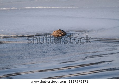 Old brown Walrus sitting looking from the water face only arctic sea - Spitsbergen Svalbard wildlife