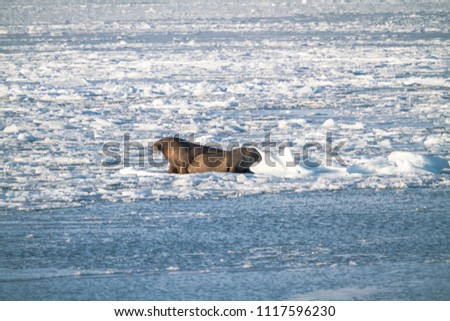Spitsbergen Svalbard in the arctic ocean two Walruses laying on frozen blue sea ice