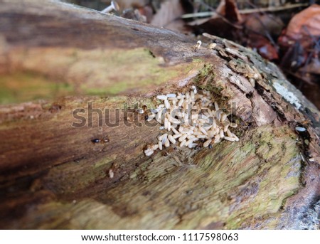Ants eggs on old decayed wooden floor.