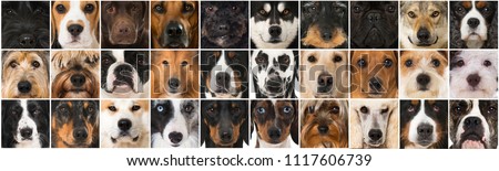 Collage of many dog heads
