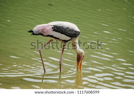 Painted Stork standing on the river.