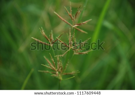 Cyperus rotundus Linn Cyperus rotundus Linn. The trunk plant is underground. Round head, pointed tip Brown leaves The flower is a bunch of white to brown. Royalty-Free Stock Photo #1117609448