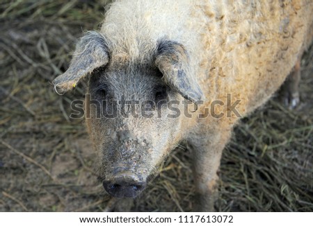 Close up from a Hungarain Mangalica pig