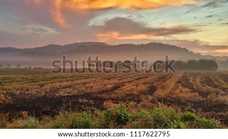 paddy fields during after harvest during sunrise
