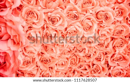 Beautiful  Color flower texture for background, Nature background,