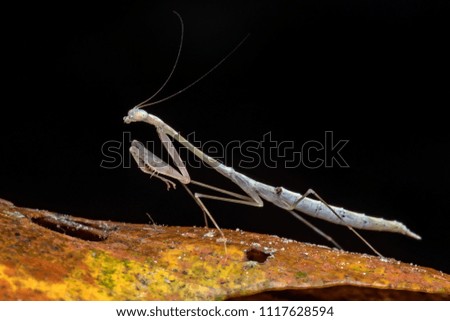 Wild Mantis Macro