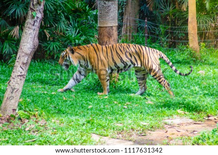 Tiger is walking in the garden.