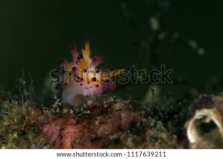 Nudibranch  Aegires villosus. Picture was taken in Anilao, Philippines