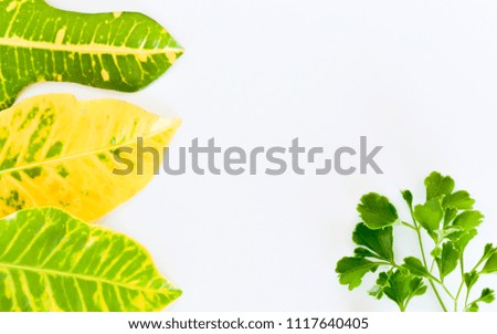 Tropical leaves on a white background with space for text. Top view, flat lay.
