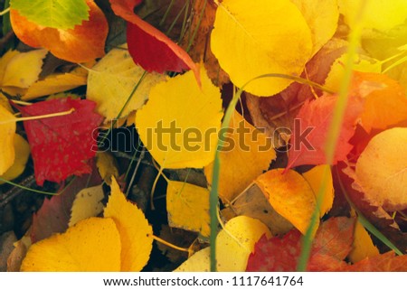 Autumn beautiful bright background. Colorful leaves, copy space