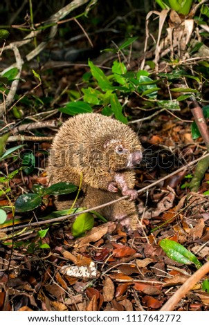 Bristle-spined rat photographed in Guarapari, Espírito Santo - Southeast of Brazil. Atlantic Forest Biome. Picture made in 2007.