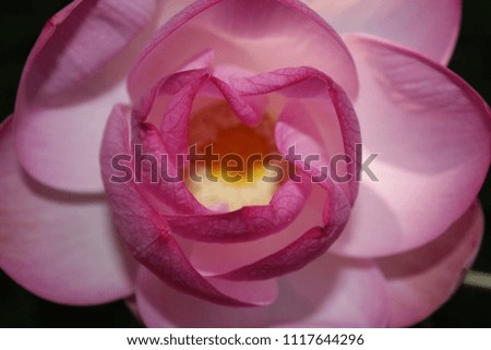 Pink lotus flower blooming. Close up.focus on petals with blur yellow center