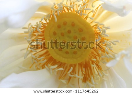 Macro closeup of bright white lotus flower with yellow seedpod inside