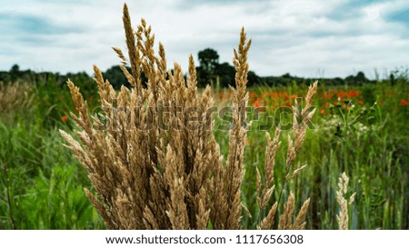 Dried Grass with Poppy Field Background