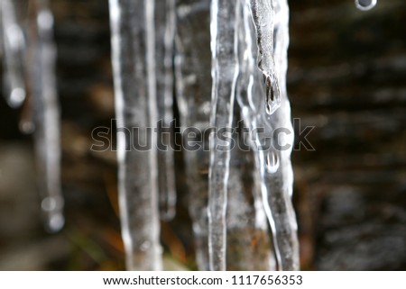 The thawing icicles with the falling water drop in the mountains of France in Vaujany in the winter