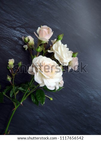 white roses on a dark background