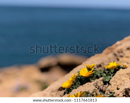 Yellow flowers growing on a rock,
A blurry image of a yellow flower
