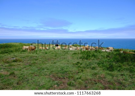 cows and blue sky
