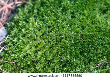 Green natural moss on grunge texture, background. Shallow focus. Filled full frame picture. Show with macro view in forrest