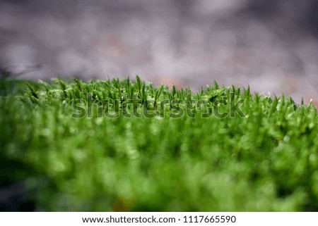 Green natural moss on grunge texture, background. Shallow focus. Filled full frame picture. Show with macro view in forrest