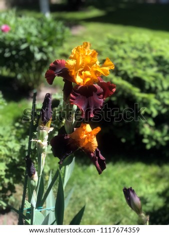 blossoming irises in the garden