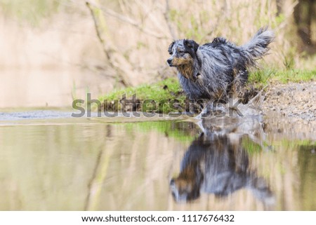 picture of an Australian Shepherd who runs in a lake