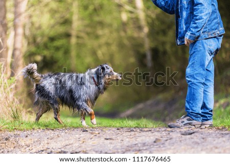 picture of a man with a wet Australian Shepherd outdoors