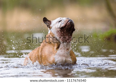 picture of an English Bulldog who has fun in a lake