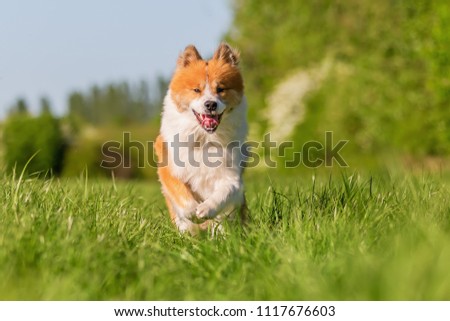 picture of a cute Elo dog who runs on a meadow
