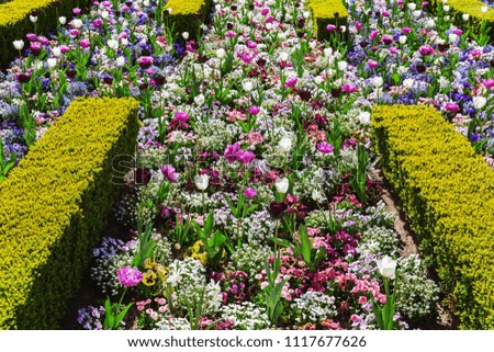 picture of a bed with spring flowers between boxwood hedges