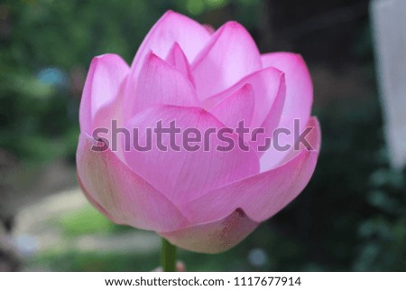 Indian pink lotus blooming